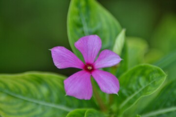 various small flowers are planted, with a bokeh background