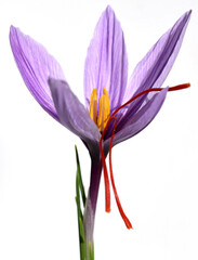 Safran, Crocus sativus, Heilpflanze