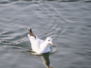 seagull on the water