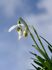 Schneegloeckchen, Galanthus nivalis