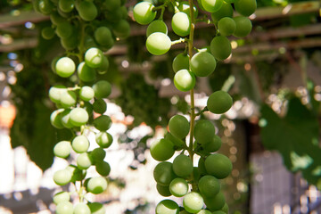 Uvas verdes