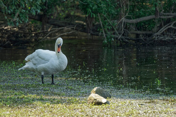 Schwan