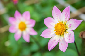 Obraz premium 綺麗に咲くダリアの花 アルペンダイアモンド