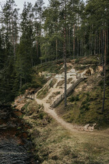 mountain road in the forest