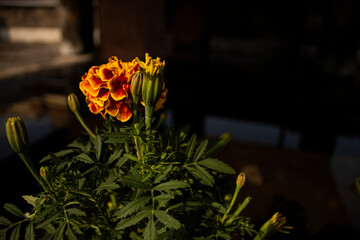 Marigold flower on a bright day