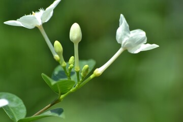 various small flowers are planted, with a bokeh background