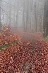 Nebel im Wald.Herbst
