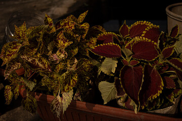 Leaves of Coleus plant of South east Asia