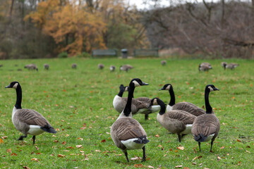 canada geese on a meadow in a park, bench in the background