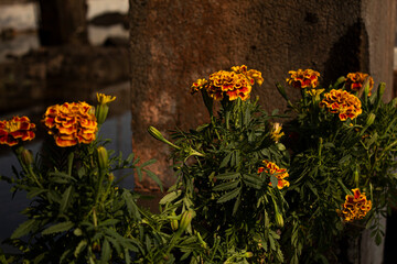 Marigold flowers in the garden