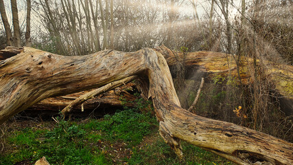 Fototapeta premium tree stump