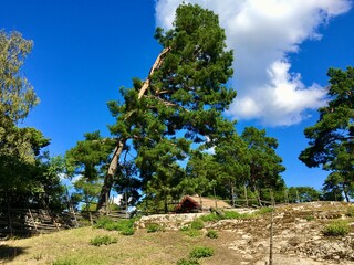 The leaning pine tree. Clear blue sky with some clouds. A bent tree - not falling down. Nice climate a hot and warm day. Torekallberget, Sodertalje, Sweden.