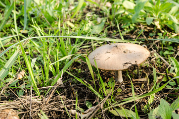 Young unharvested mushrooms after rain