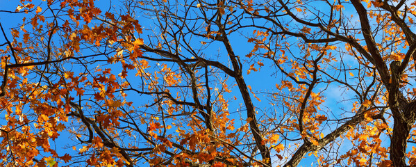 Image of  autumn park close-up.Beautiful multi-colored autumn trees in the city park.