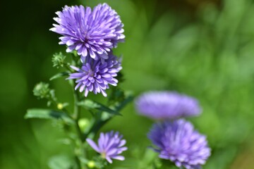 various small flowers are planted, with a bokeh background
