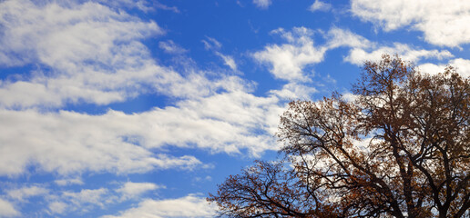 Fototapeta na wymiar Image of autumn park close-up.Beautiful autumn trees in the city park against the sky