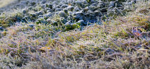 image of snow on the grass late autumn close up