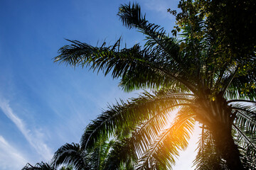 Fototapeta na wymiar ropical palm trees on blue sky and sunlight background,