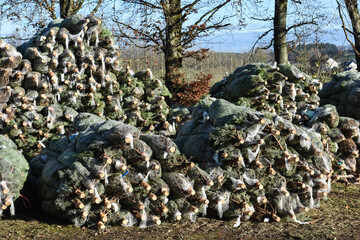 Belgique Wallonie sapin noel coupé Ardenne preparation filet