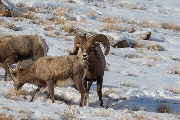 Naklejka premium Bighorn Sheep Rutting in Snow in Wyoming