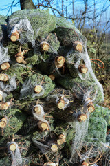 Belgique Wallonie sapin noel coupé Ardenne preparation filet