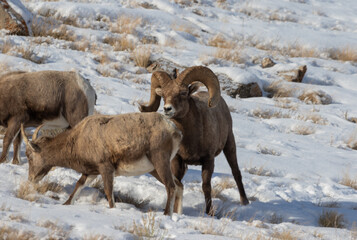 Bighorn Sheep Rutting in Snow in Wyoming