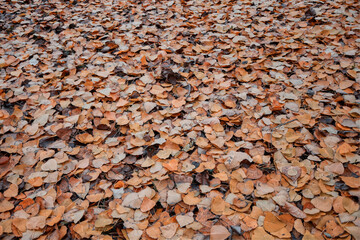 Fallen leaves background. Colorful fall leaves on the ground 