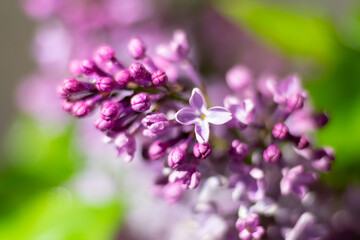 Fototapeta na wymiar Close up view of blossoming wet lilac flowers and buds on blurred green backdrop