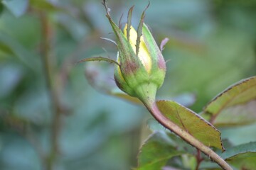 various small flowers are planted, with a bokeh background