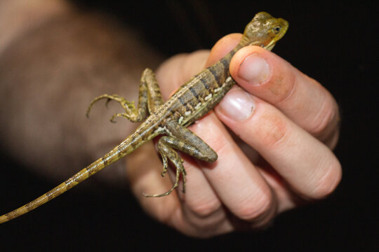Lagarto cogido con las manos