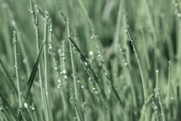 Wet grass with shiny waterdrops on leaves. Botanical texture