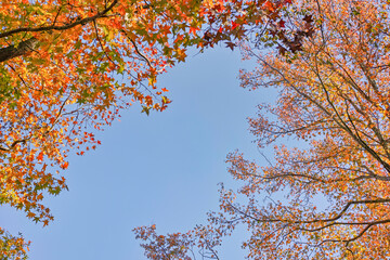 青空背景の下から見上げた二本のモミジバフウの紅葉