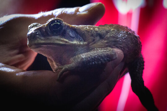 rana, sapo, anfibios, reptiles,  