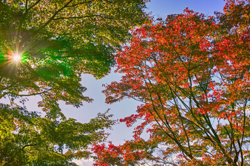 半逆光の緑のモミジと赤く色づいたモミジの紅葉