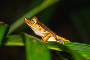 Rana Arbórea Colorida Boana picturata
