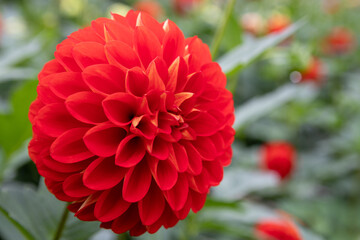 綺麗に咲くダリアの花 レッドバルーン