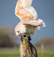 Close up of a barn owl with a mouse