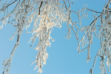 snow covered branches