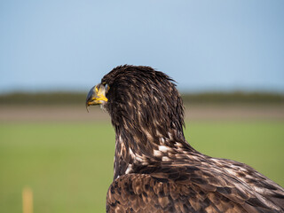 Immature American bald eagle against blue sky