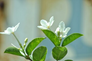 Obraz premium various small flowers are planted, with a bokeh background