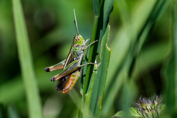 Rotleibiger Grashüpfer (Omocestus haemorrhoidalis)