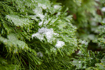 Selective focus, soft focus. Tui branches were covered with the first snow
