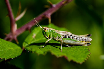 Gemeiner Grashüpfer  (Chorthippus parallelus) Weibchen