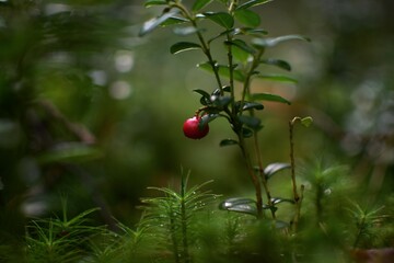 red berries in the forest