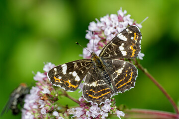 Landkärtchen (Araschnia levana) Sommergeneration