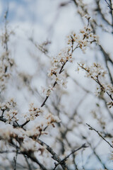 blossom in spring