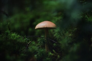 mushrooms in the forest