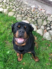 happy puppy