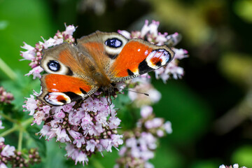 Tagpfauenauge (Inachis Io)