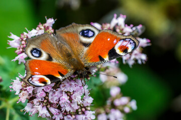 Tagpfauenauge (Inachis Io)